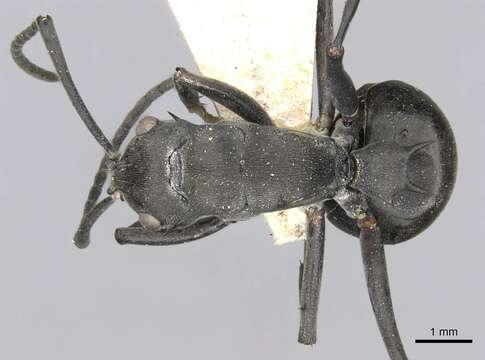 Image de Polyrhachis yerburyi Forel 1893