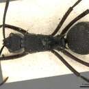 Image of Polyrhachis striata Mayr 1862