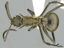 Image of <i>Polyrhachis epinotalis</i>