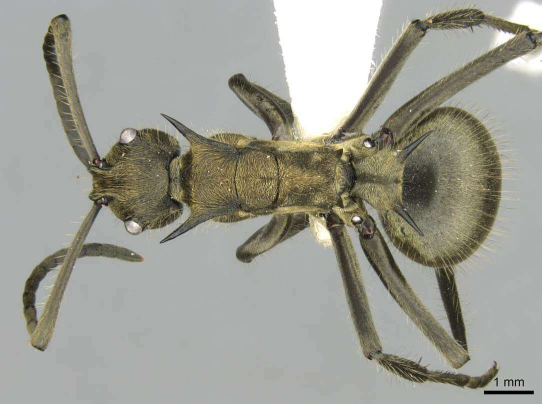 Image de <i>Polyrhachis epinotalis</i>