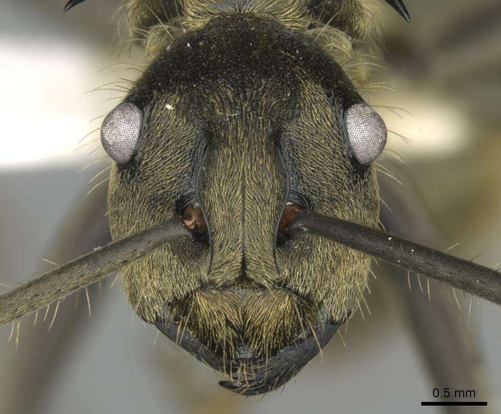 Image de <i>Polyrhachis epinotalis</i>