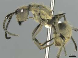 Image de <i>Polyrhachis epinotalis</i>