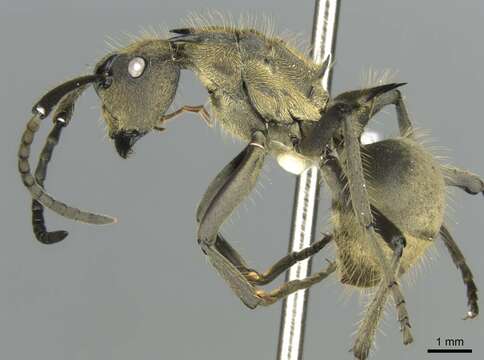 Image of <i>Polyrhachis epinotalis</i>