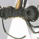 Image of Polyrhachis sulcata Andre 1895