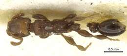 Image of Tetramorium uelense