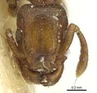 Image of Tetramorium uelense