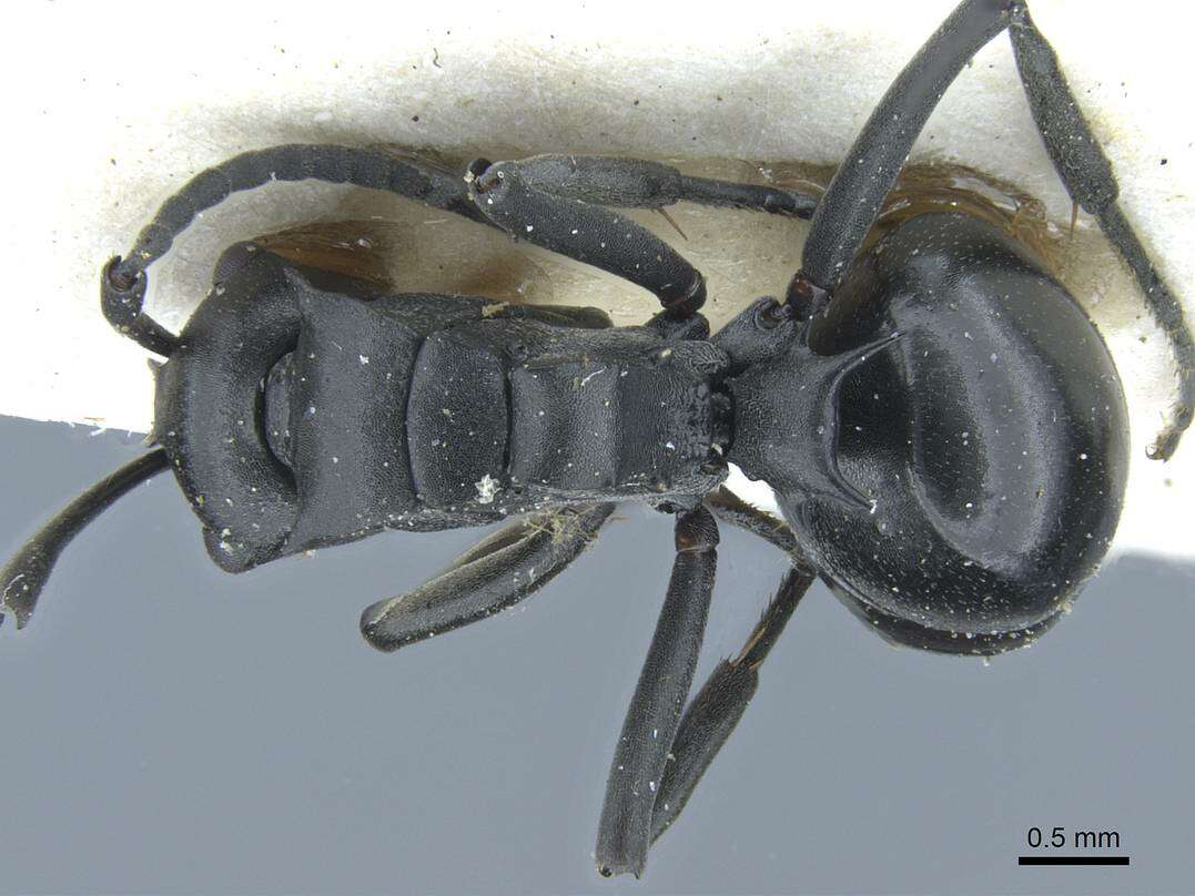 Image de Polyrhachis alluaudi Emery 1892