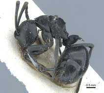 Image de Polyrhachis alluaudi Emery 1892