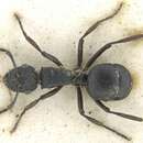 Image of Polyrhachis durbanensis Forel 1914