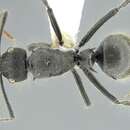 Image de Polyrhachis lanuginosa Santschi 1910