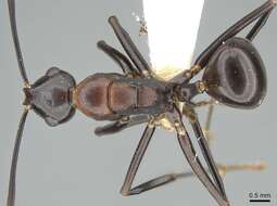 Image de Polyrhachis alata