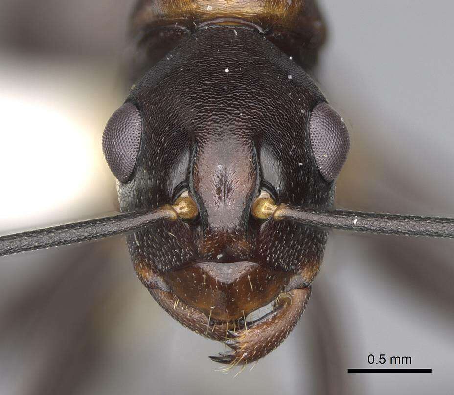 Image of Polyrhachis alata