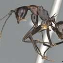 Image of Polyrhachis alata