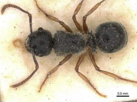Echinopla turneri Forel 1901的图像