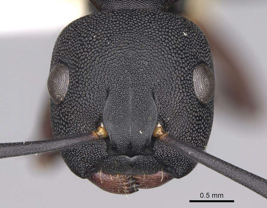 Image of <i>Camponotus aberrans</i> Mayr