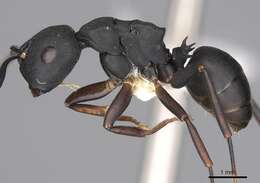 Image of <i>Camponotus aberrans</i> Mayr