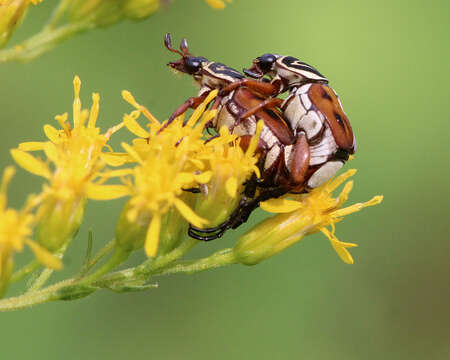 Image of Delta Flower Scarab