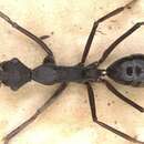 <i>Camponotus traili</i>的圖片