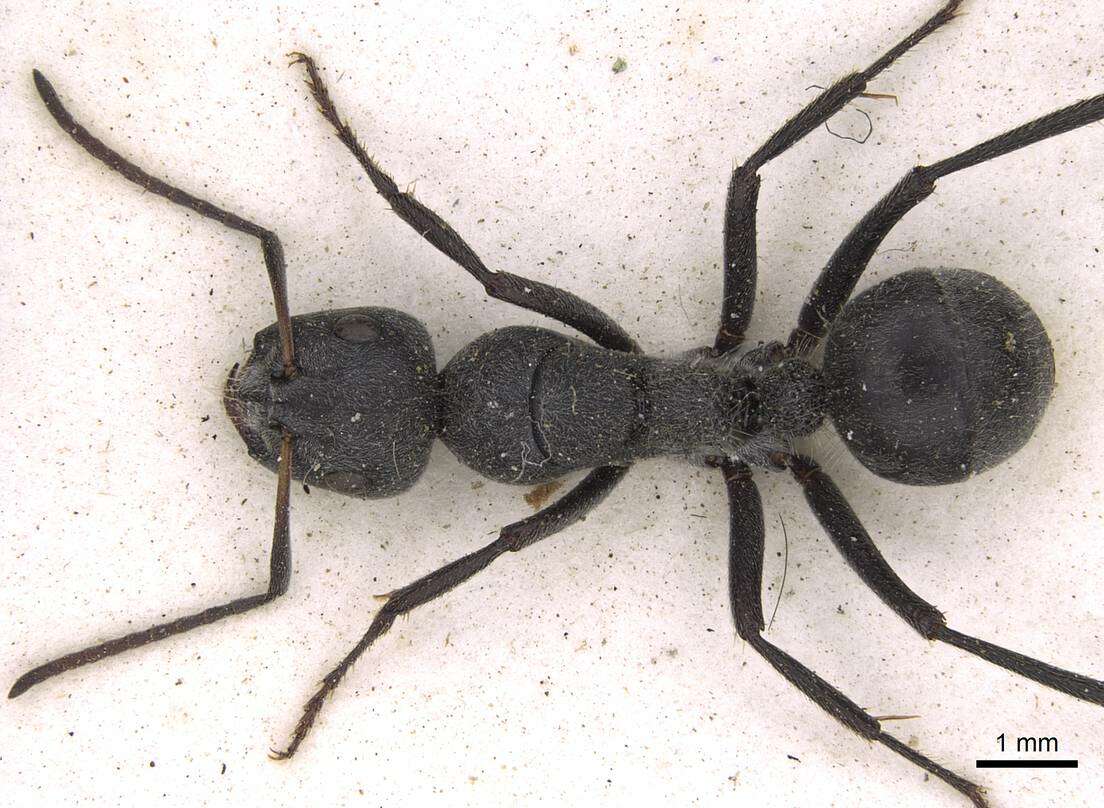 Image of Camponotus mayri Forel 1879