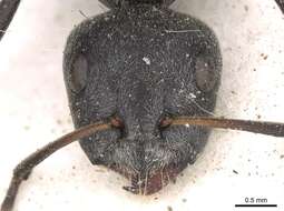 Image of Camponotus mayri Forel 1879