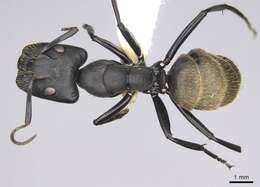 Image de Camponotus chrysurus Gerstaecker 1871