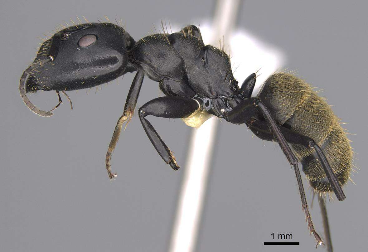 Plancia ëd Camponotus chrysurus Gerstaecker 1871