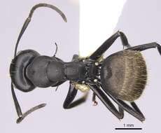 Image of Camponotus chrysurus Gerstaecker 1871