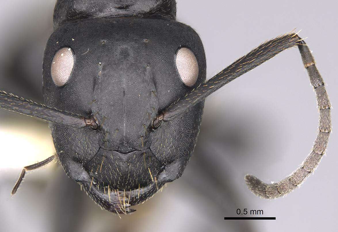 Plancia ëd Camponotus chrysurus Gerstaecker 1871