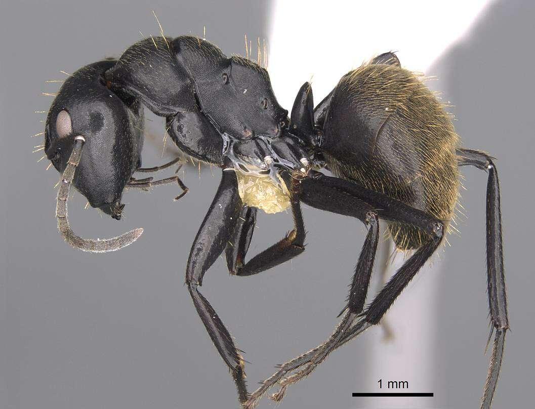 Plancia ëd Camponotus chrysurus Gerstaecker 1871