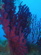 Image of chameleon sea fan