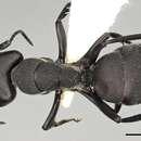 Image of Camponotus perrisii Forel 1886