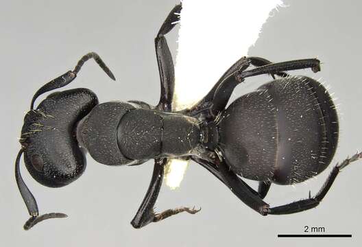 Image of Camponotus perrisii Forel 1886