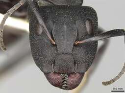 Image of Camponotus perrisii Forel 1886