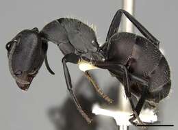 Image of Camponotus perrisii Forel 1886