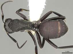 Image of Camponotus perrisii Forel 1886