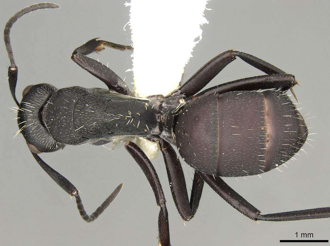 Image of Camponotus perrisii Forel 1886