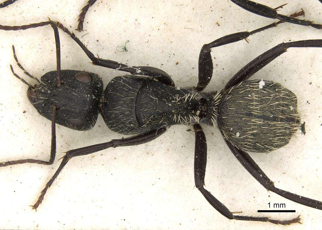 Image of Camponotus postoculatus Forel 1914