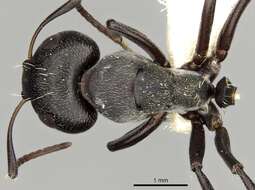 صورة Camponotus foraminosus Forel 1879