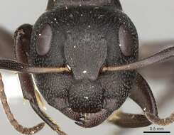 صورة Camponotus foraminosus Forel 1879