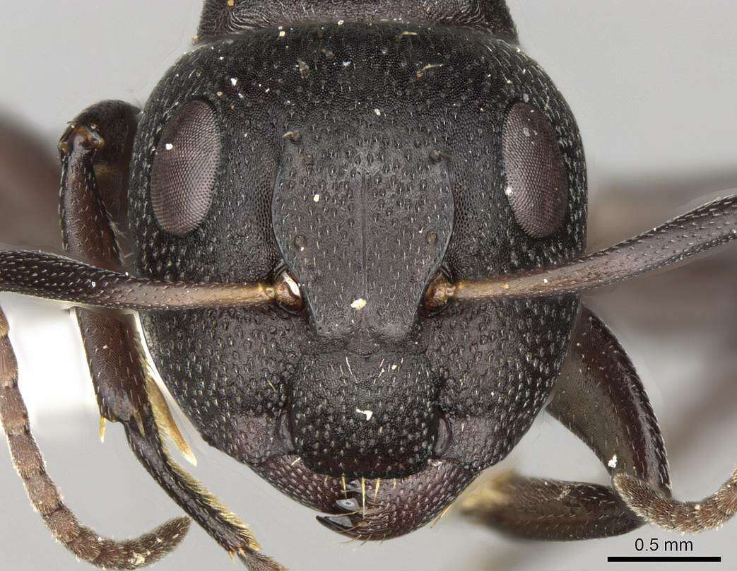 صورة Camponotus foraminosus Forel 1879