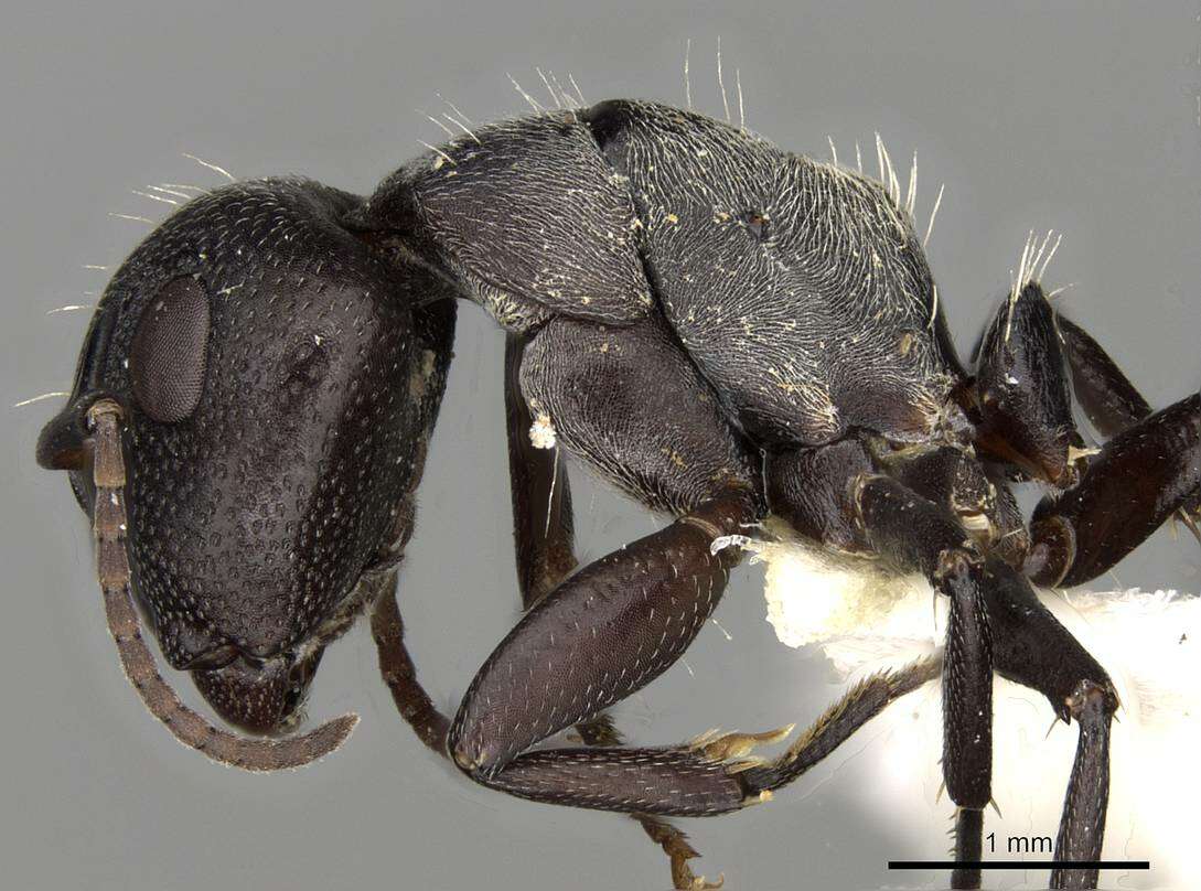 صورة Camponotus foraminosus Forel 1879