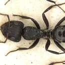 Image of Camponotus olivieri Forel 1886