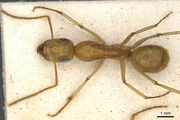 Image of Camponotus cuneiscapus Forel 1910