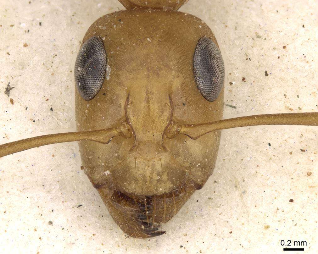 Image of Camponotus cuneiscapus Forel 1910