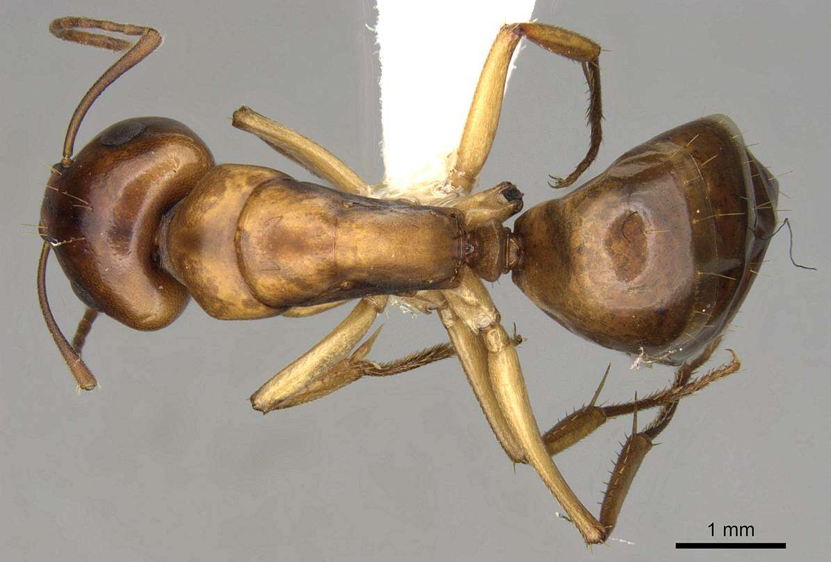 Image of Camponotus nasutus Emery 1895