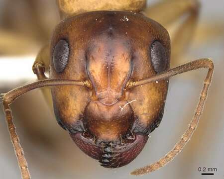 Image of Camponotus nasutus Emery 1895