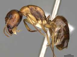 Image of Camponotus nasutus Emery 1895