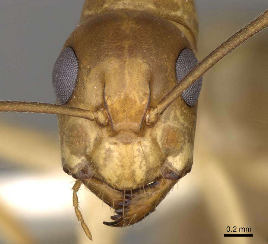 Image of Camponotus nasutus Emery 1895