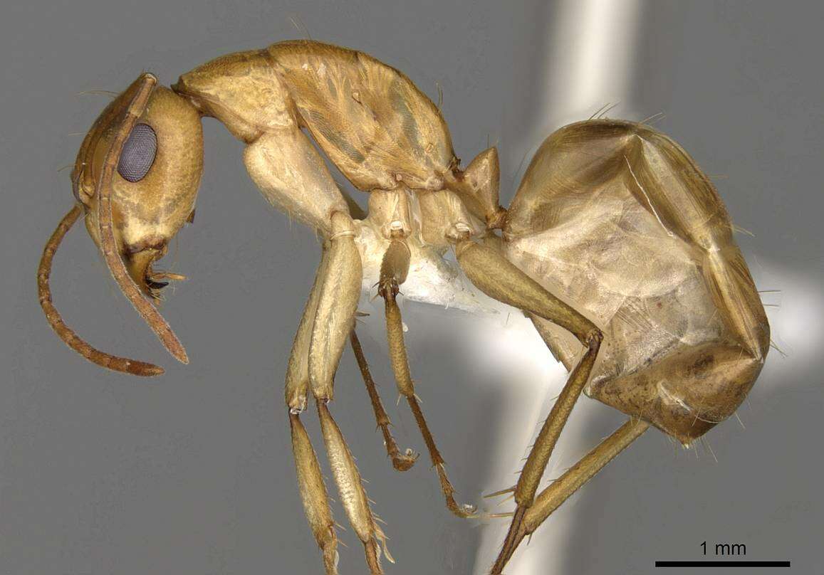 Image of Camponotus nasutus Emery 1895