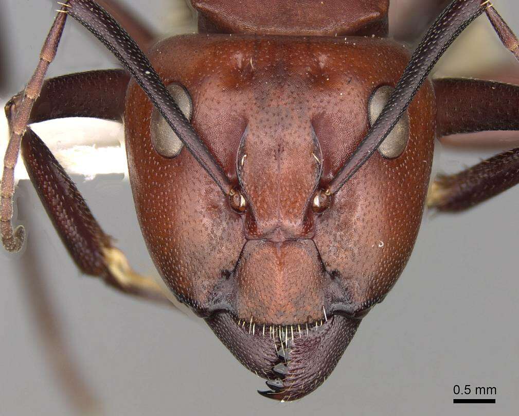 Imagem de Camponotus detritus Emery 1886